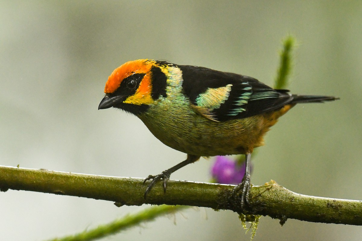 Flame-faced Tanager - ML529017641