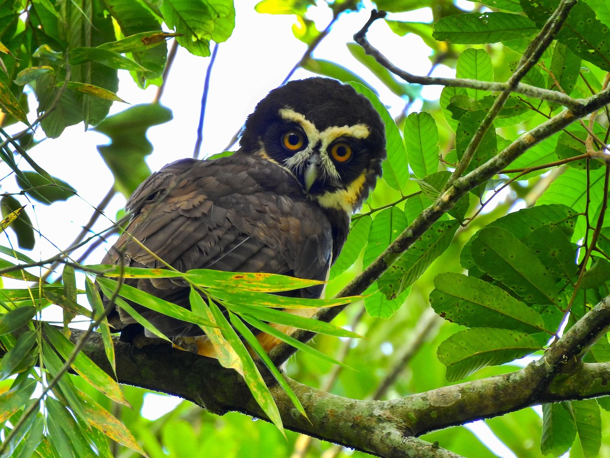 Spectacled Owl - ML529019181