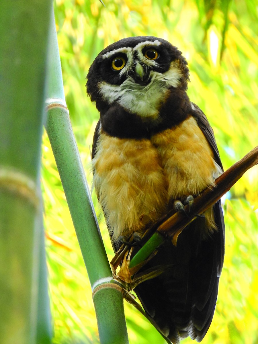 Spectacled Owl - ML529019191