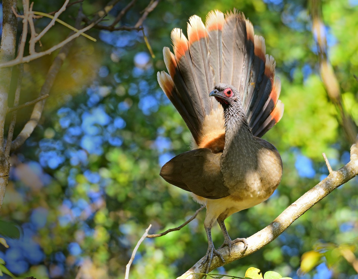 West Mexican Chachalaca - ML529020211