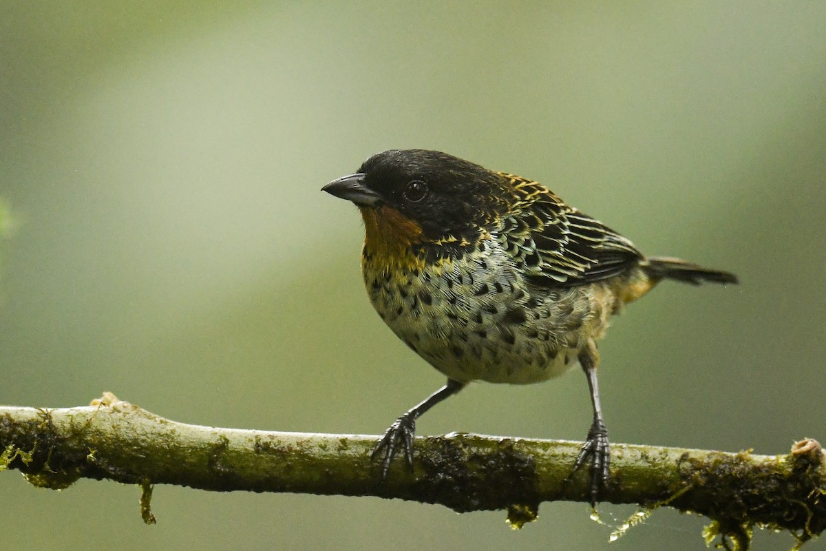 Rufous-throated Tanager - ML529022651
