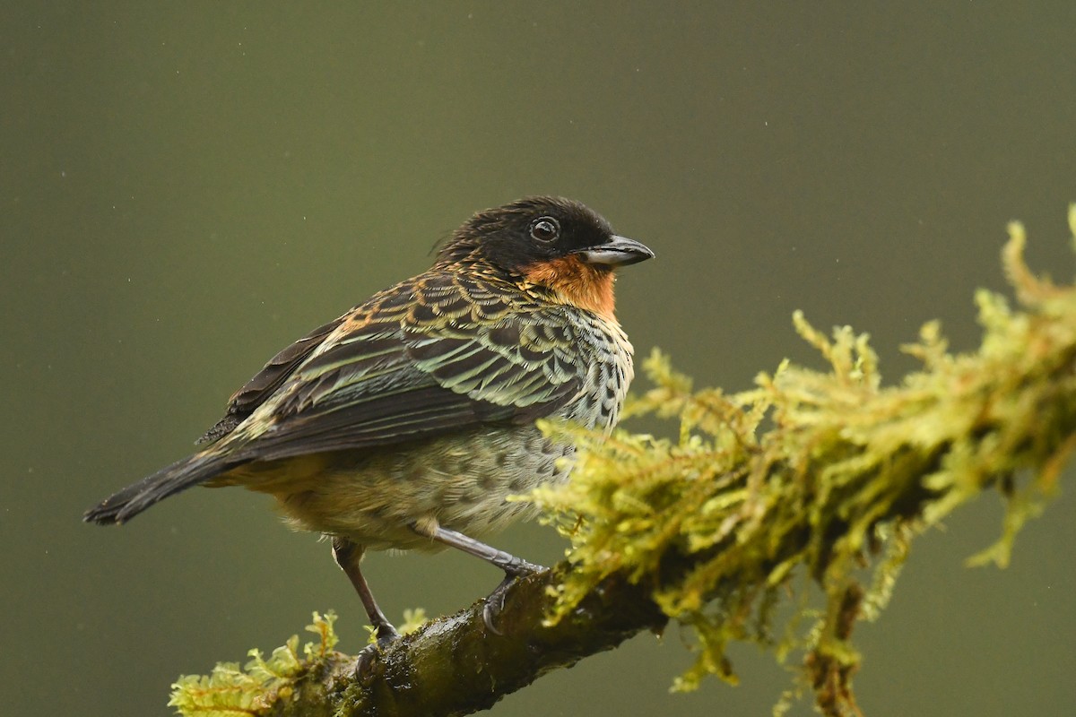 Rufous-throated Tanager - ML529022801