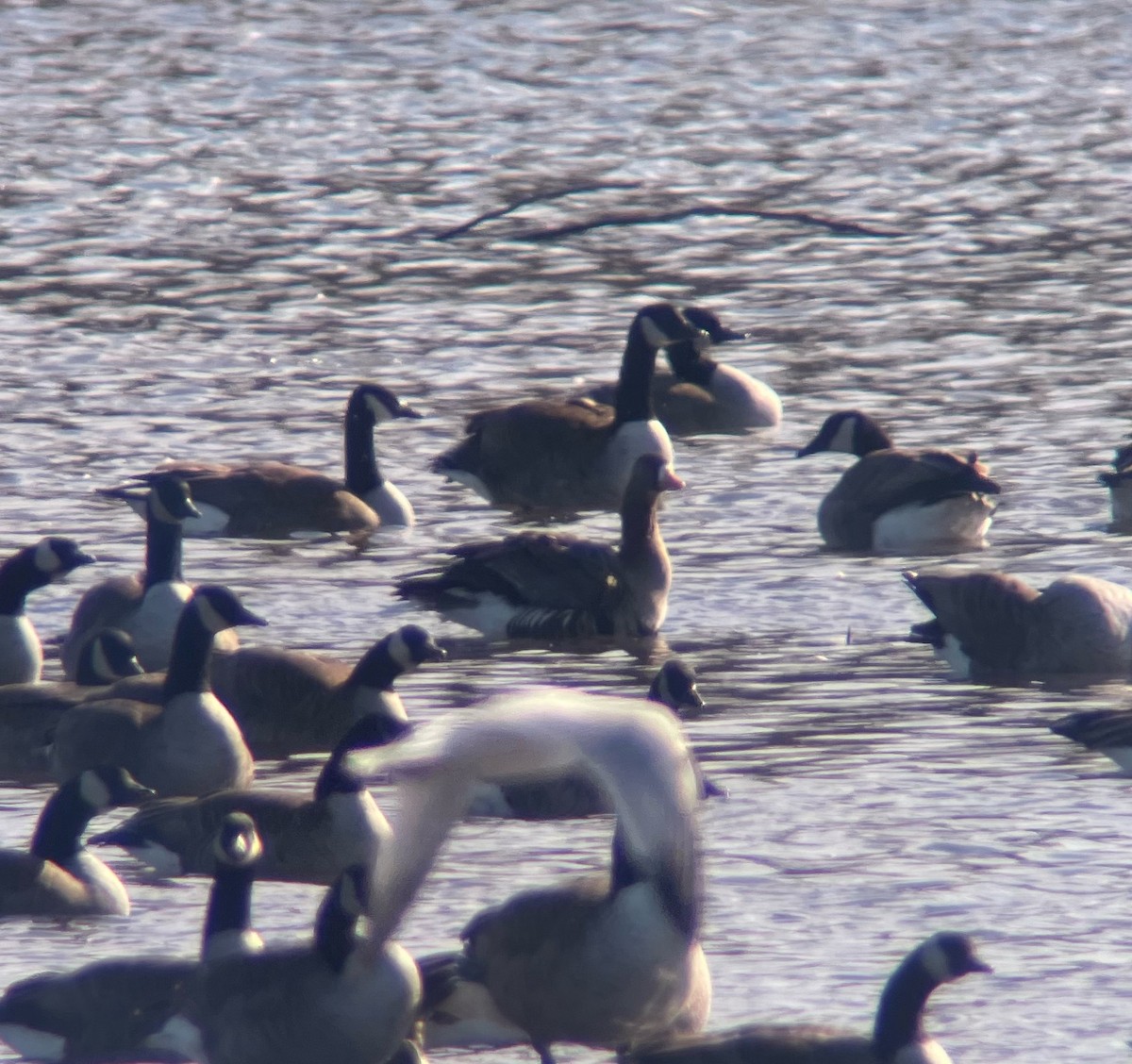 eBird Checklist - 28 Jan 2023 - Green Lane Park--Church Rd. Bird ...