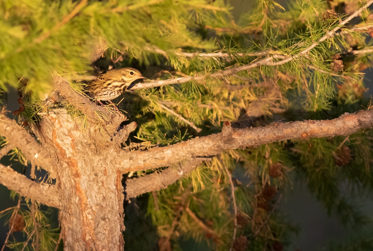Olive-backed Pipit - ML529025051