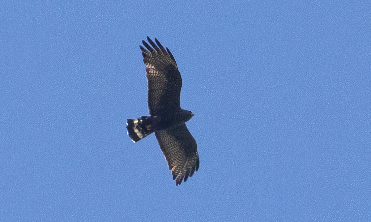 Zone-tailed Hawk - ML529030411