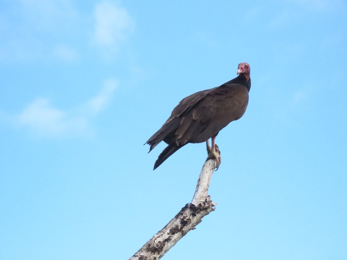 Turkey Vulture - ML529030571