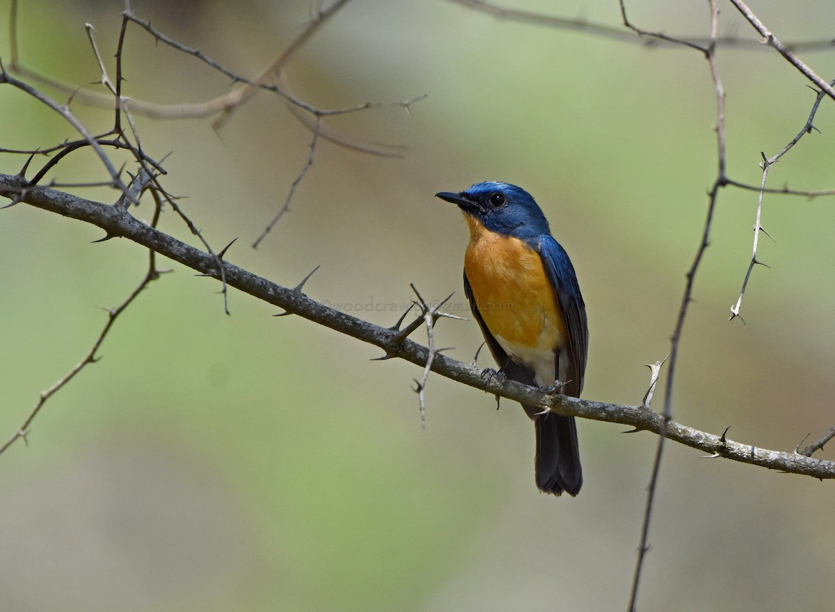 Tickell's Blue Flycatcher - Rajesh Radhakrishnan
