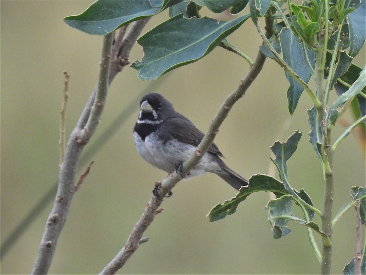 Double-collared Seedeater - ML529031981