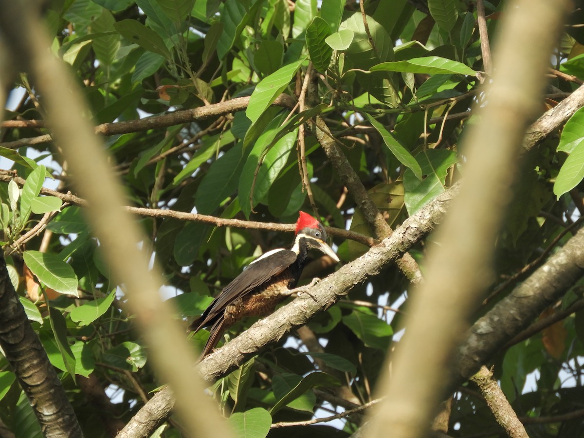 Lineated Woodpecker - David Bradshaw