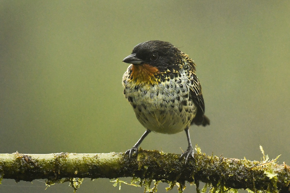 Rufous-throated Tanager - ML529032701