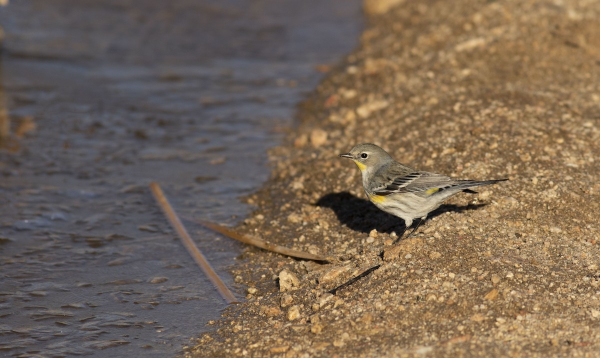 Yellow-rumped Warbler (Audubon's) - ML529036111
