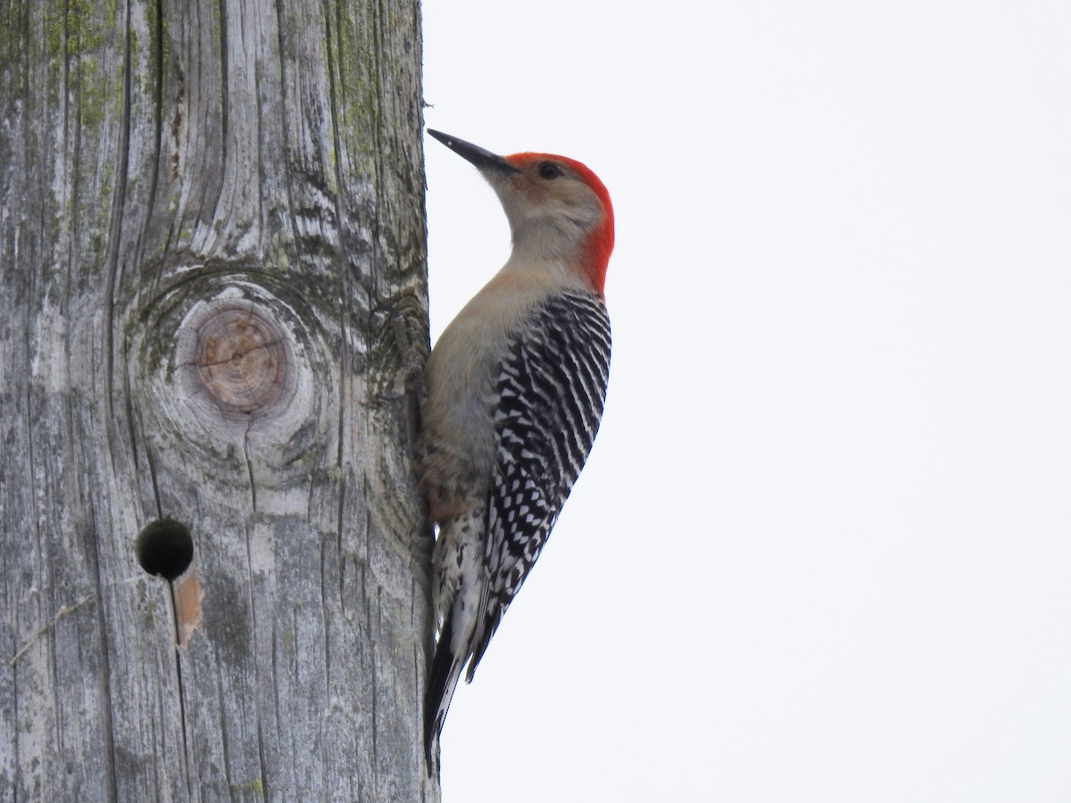 Red-bellied Woodpecker - ML529037341