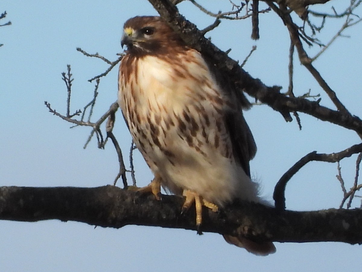 Red-tailed Hawk (abieticola) - ML529037381