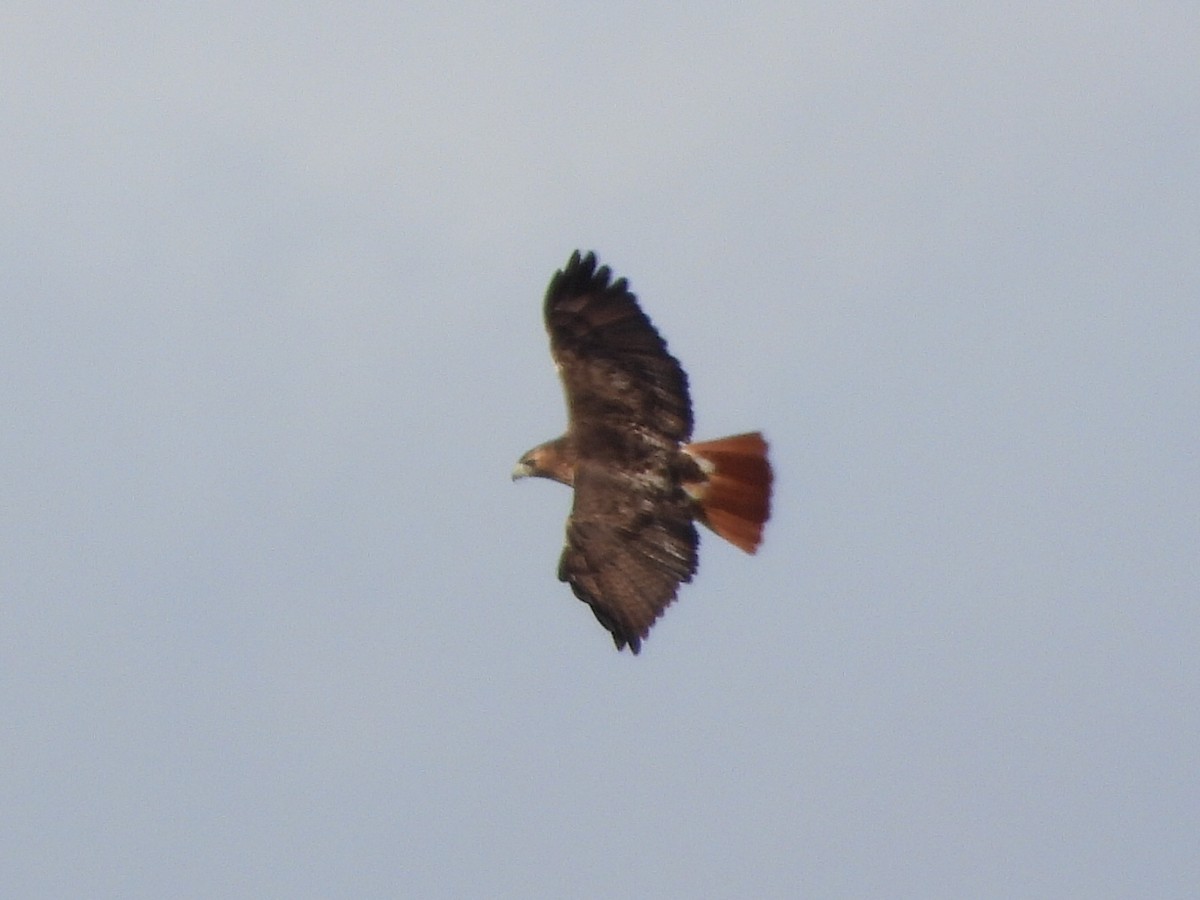 Red-tailed Hawk (abieticola) - ML529037401