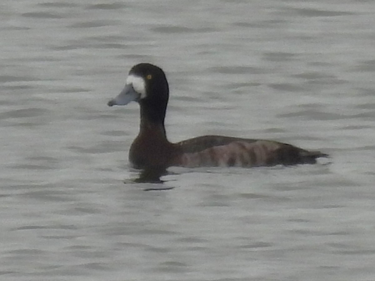 Greater Scaup - Stephen Taylor