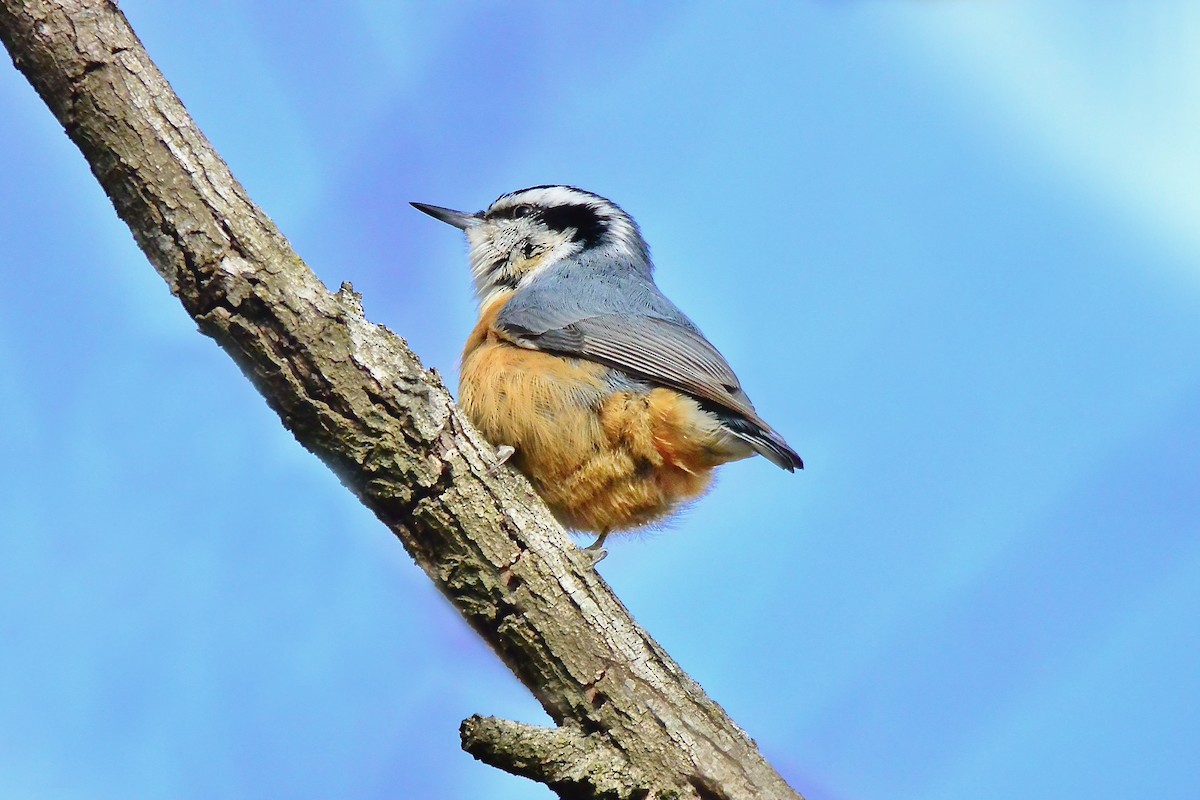 Red-breasted Nuthatch - ML529041941