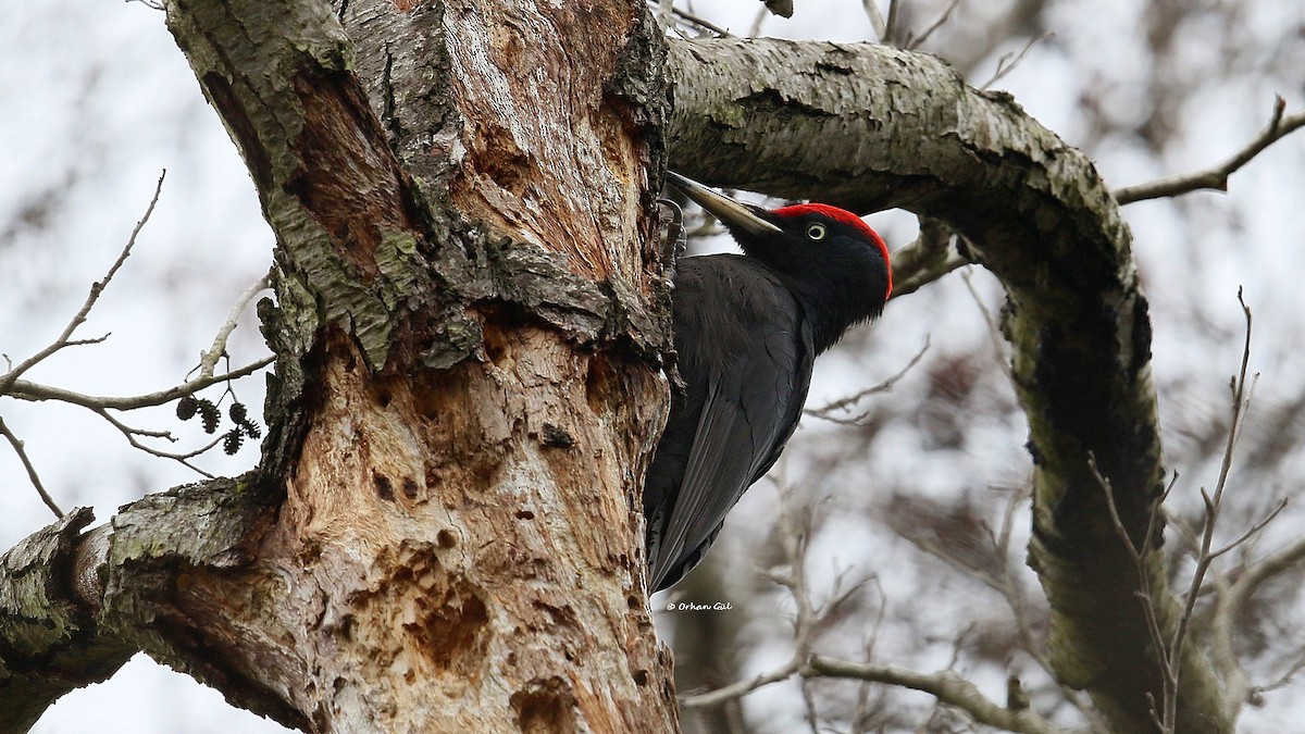 Black Woodpecker - ML529045551