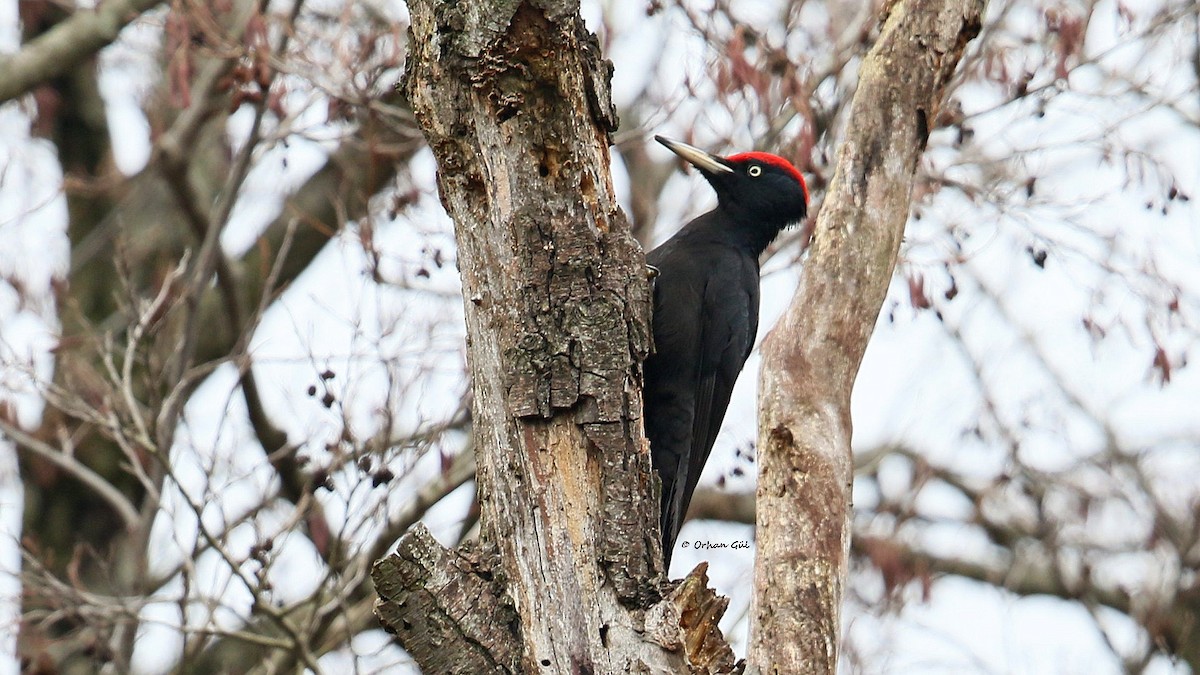 Black Woodpecker - ML529045581