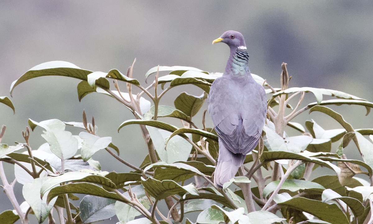 Band-tailed Pigeon - ML529051511