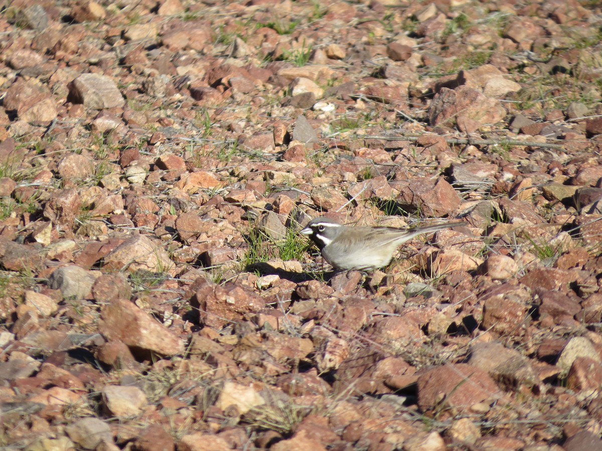 Black-throated Sparrow - ML529058331