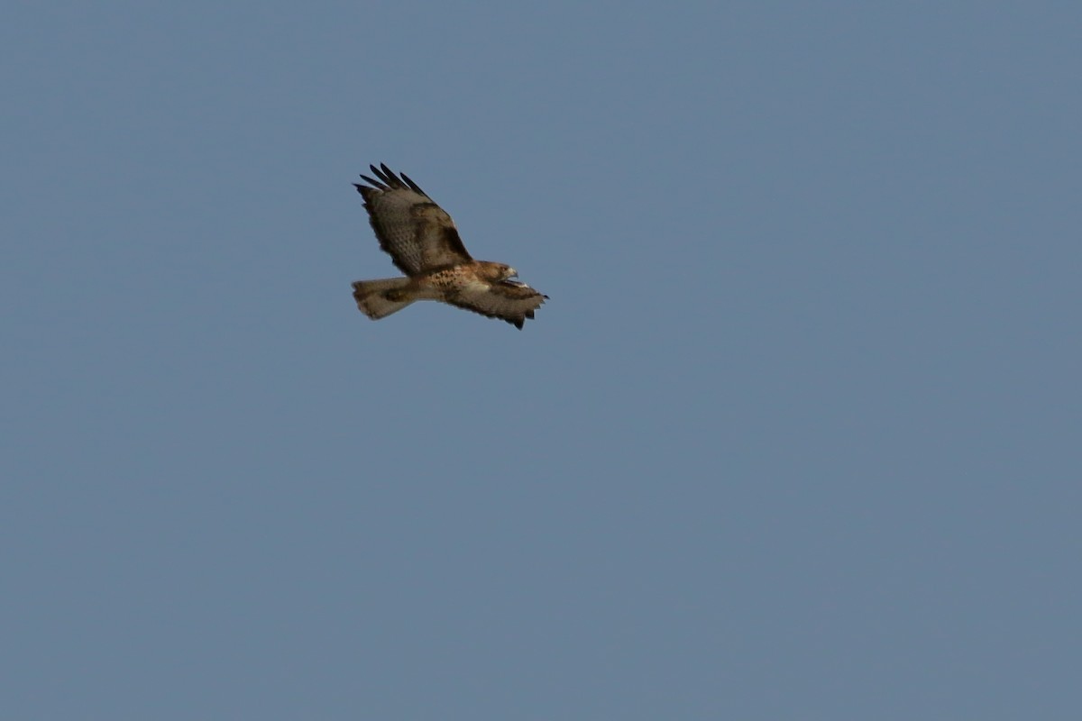 Red-tailed Hawk - ML529068181