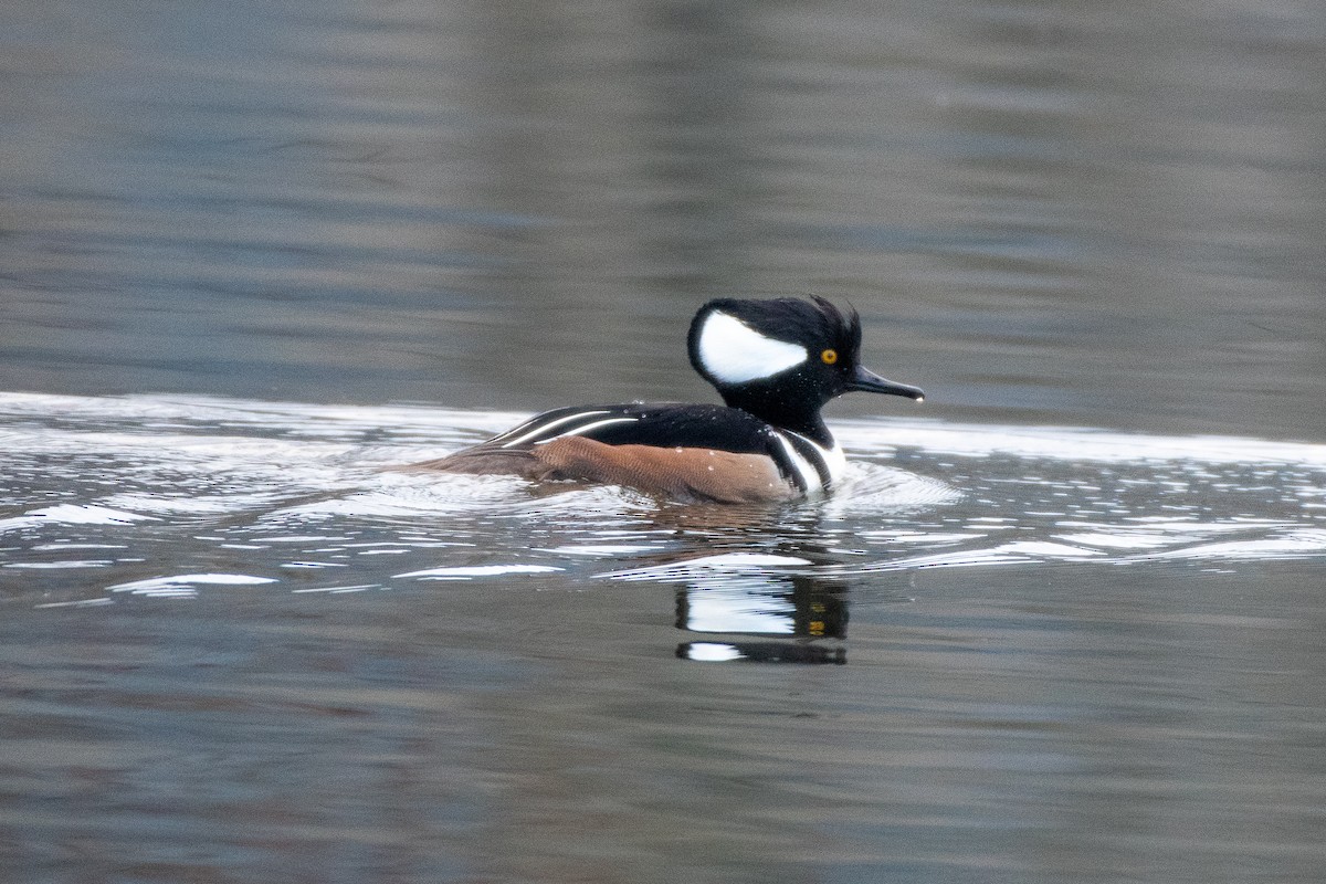 Hooded Merganser at Great Blue Heron Nature Reserve by Chris McDonald