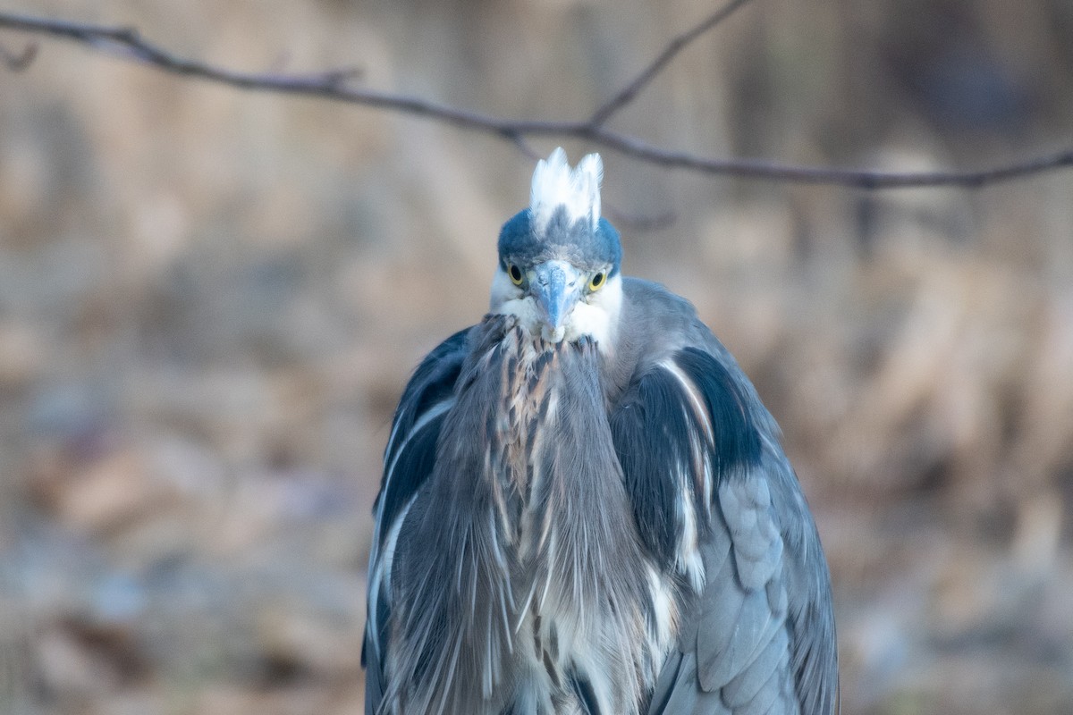 Great Blue Heron at Great Blue Heron Nature Reserve by Chris McDonald
