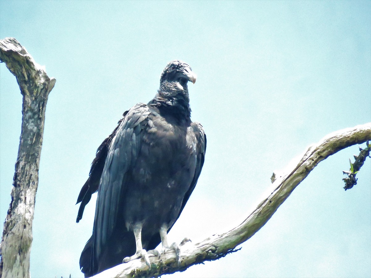 Black Vulture - José Antonio Vicente Filho