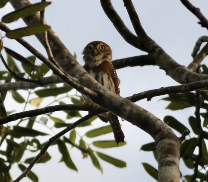 Ferruginous Pygmy-Owl - ML529072931