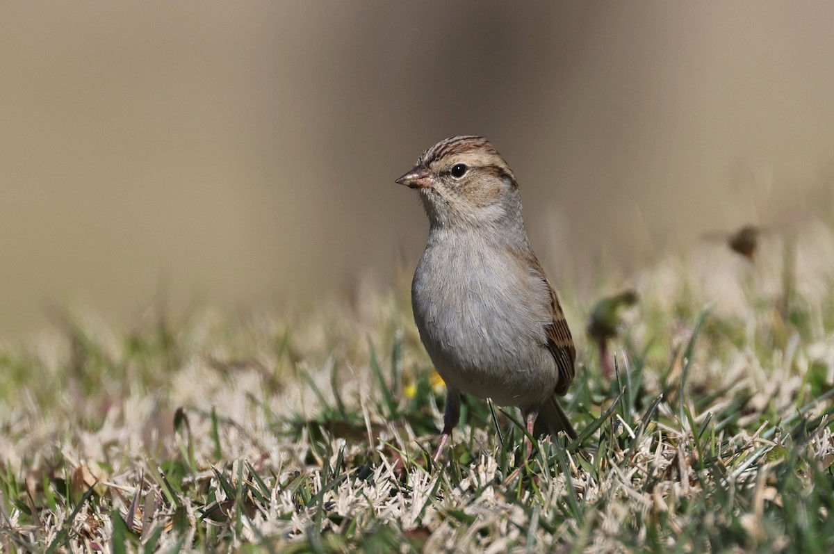 Chipping Sparrow - ML529075611