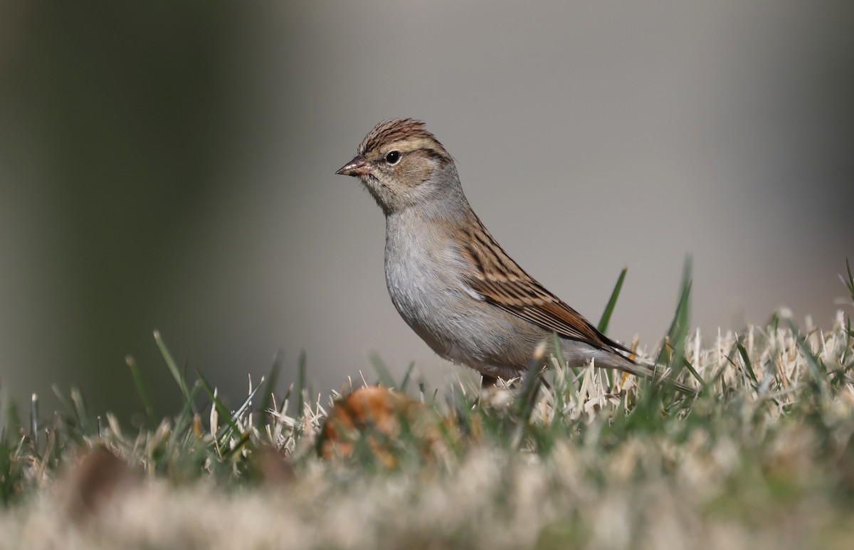 Chipping Sparrow - ML529075641