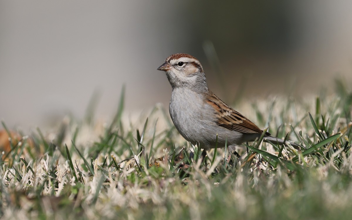 Chipping Sparrow - ML529075661