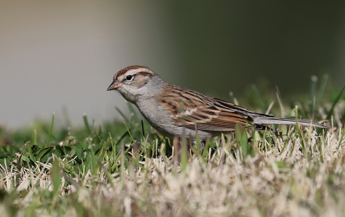 Chipping Sparrow - ML529075691