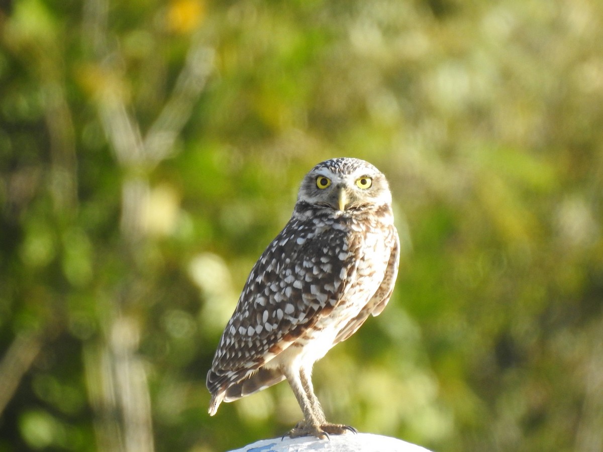Burrowing Owl - ML529076391