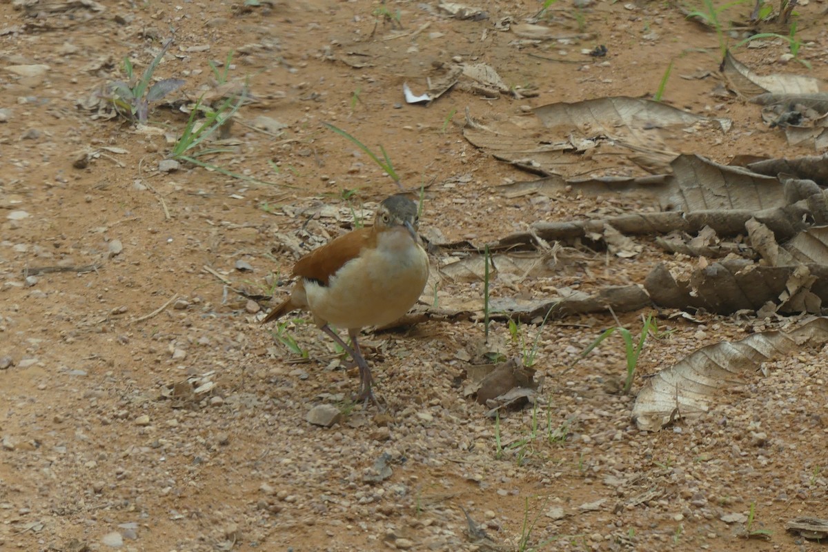 eBird Checklist - 18 Jan 2023 - Rio Silanche Bird Sanctuary - 13 species