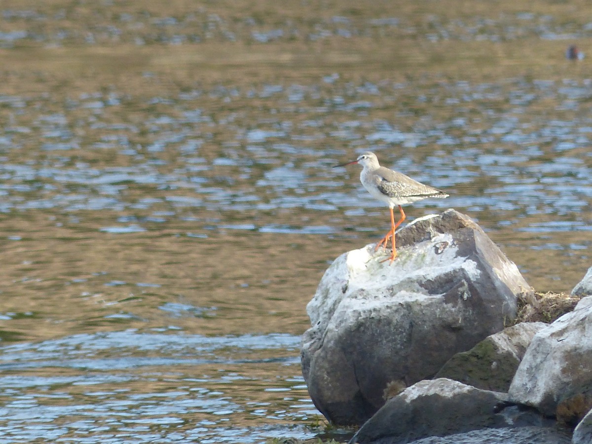 Spotted Redshank - ML529083231