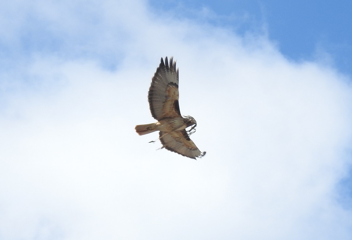 Red-tailed Hawk - ML529083521