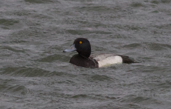 Greater Scaup - ML529085951