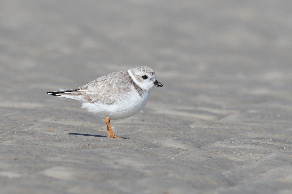 Piping Plover - ML529086271
