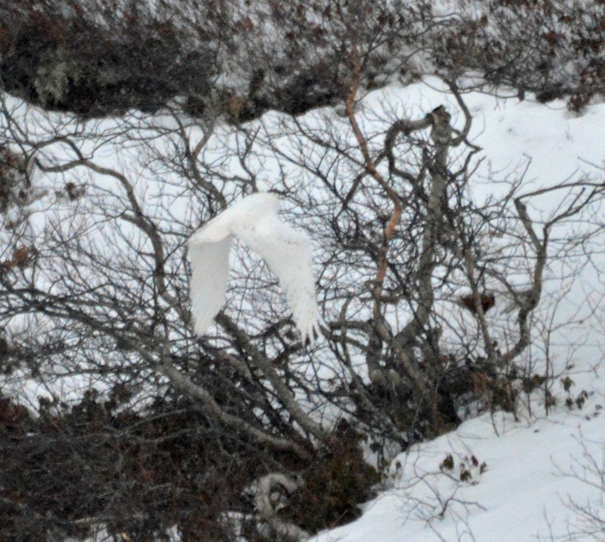 Snowy Owl - ML529090161
