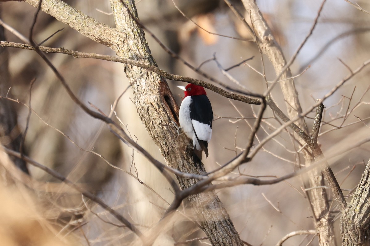 Red-headed Woodpecker - ML529090381