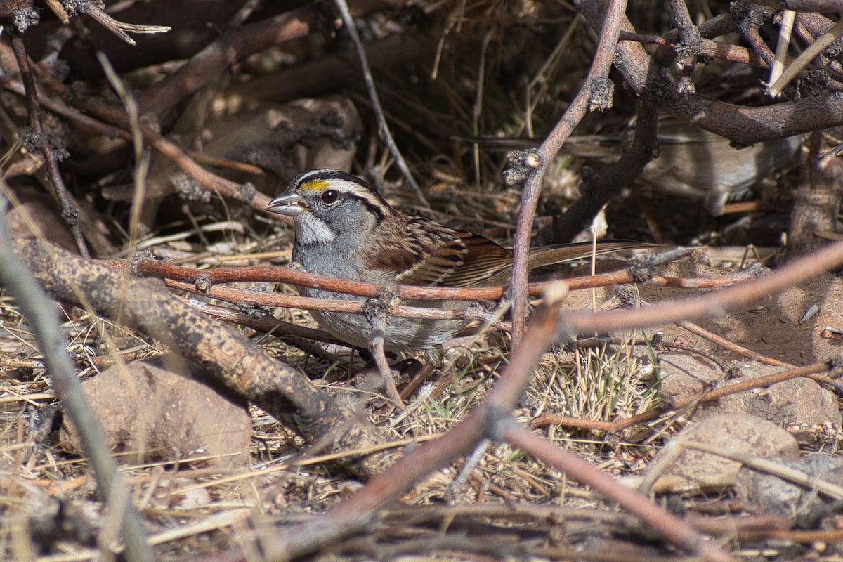 White-throated Sparrow - ML529093761
