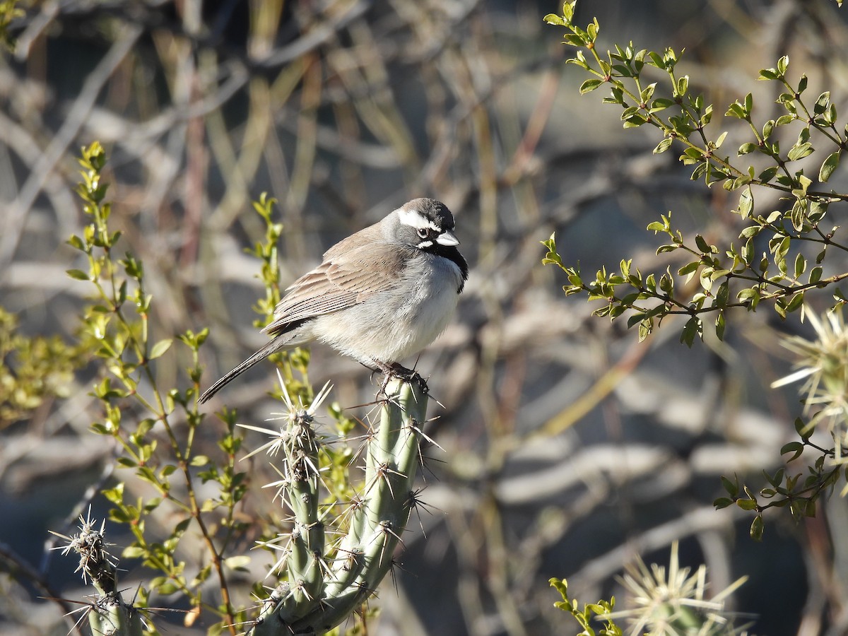 Black-throated Sparrow - ML529094241