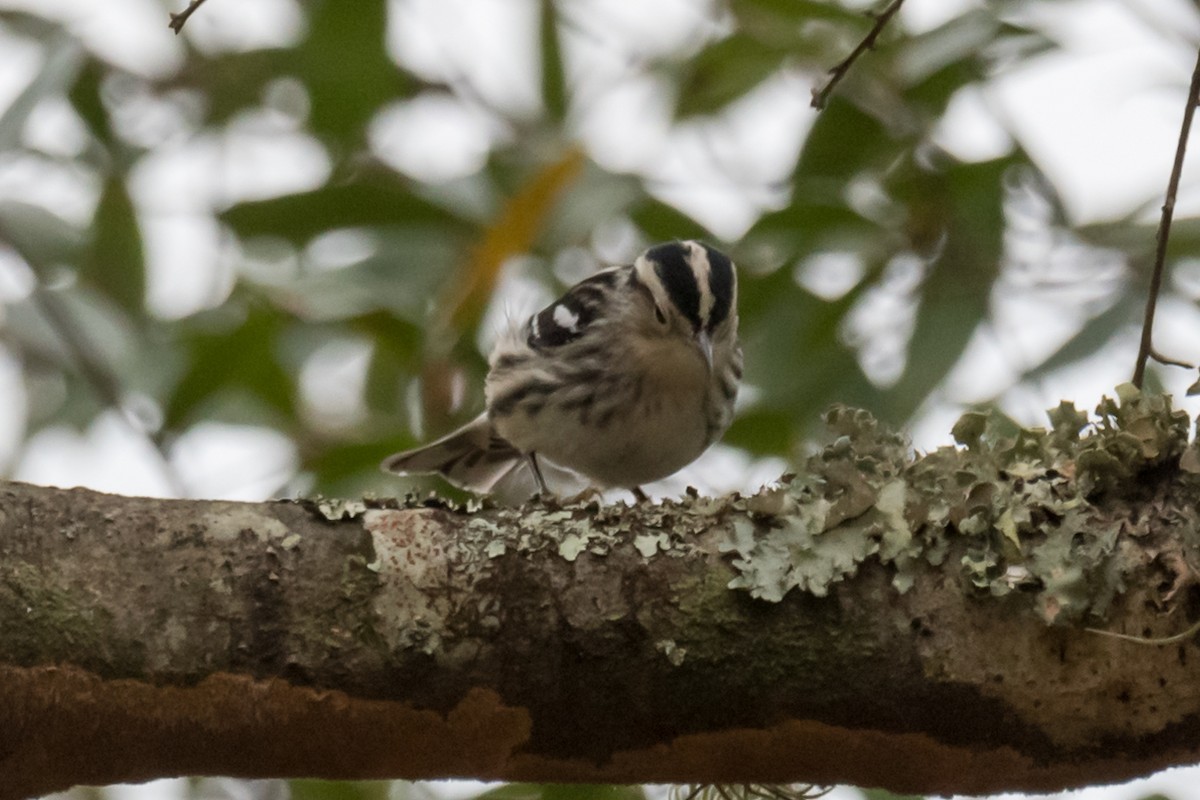 Black-and-white Warbler - ML529095221