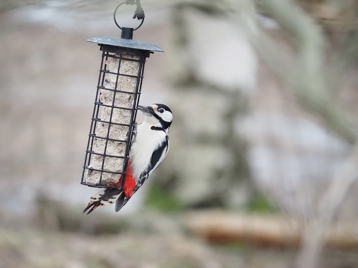 Great Spotted Woodpecker - ML529098871