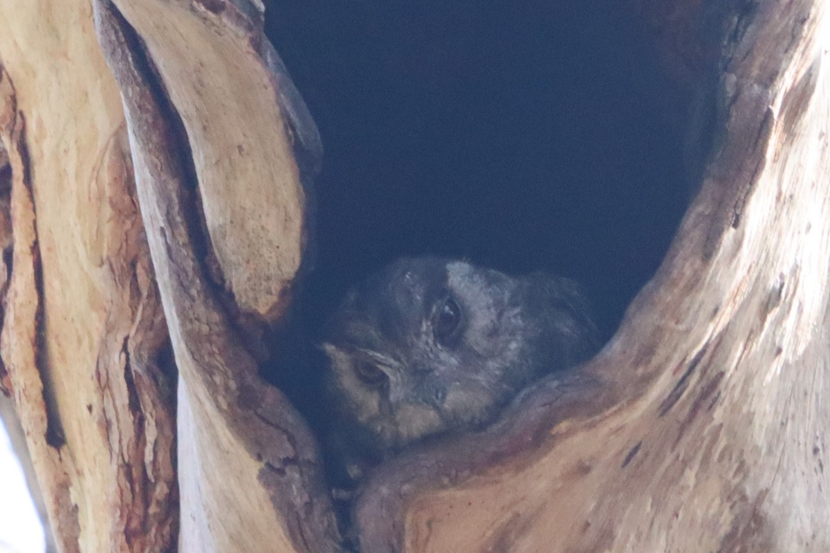 Australian Owlet-nightjar - ML529104361