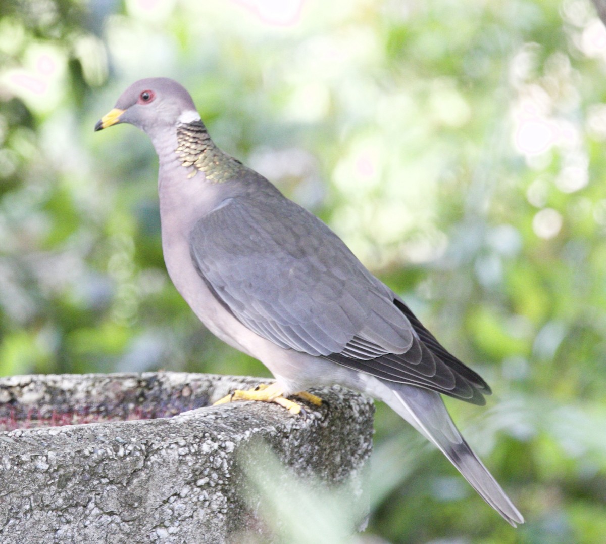 Band-tailed Pigeon - ML52911051