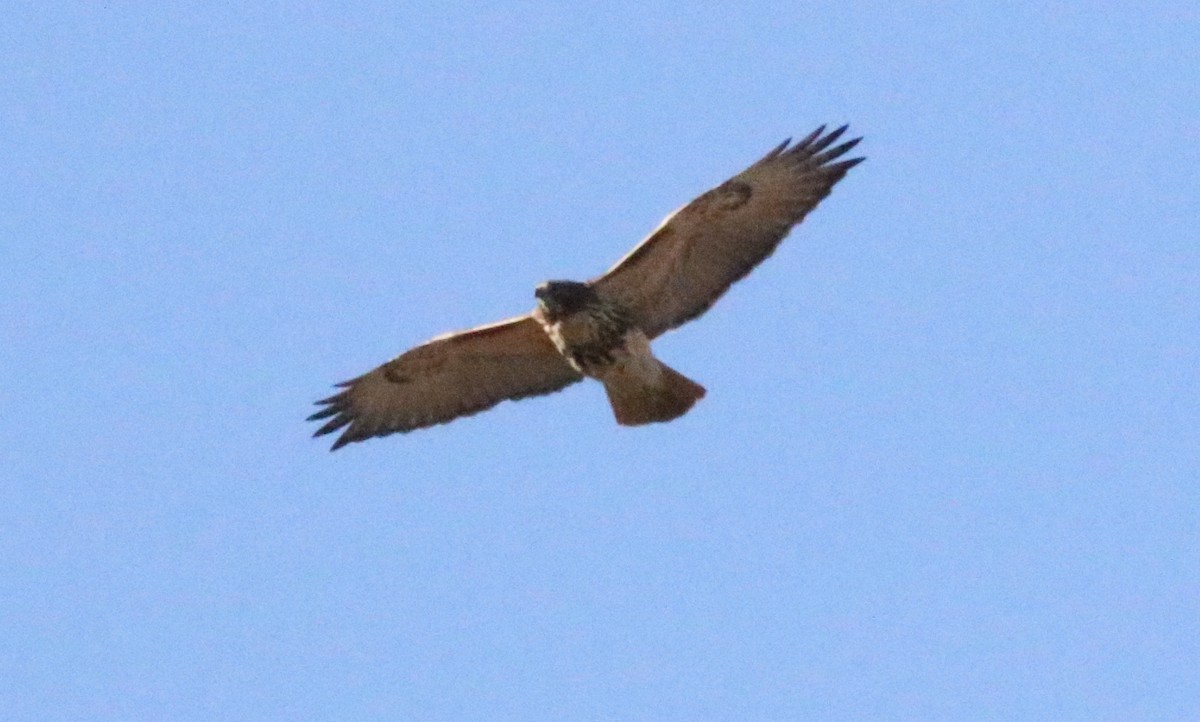 Red-tailed Hawk (abieticola) - ML529111701