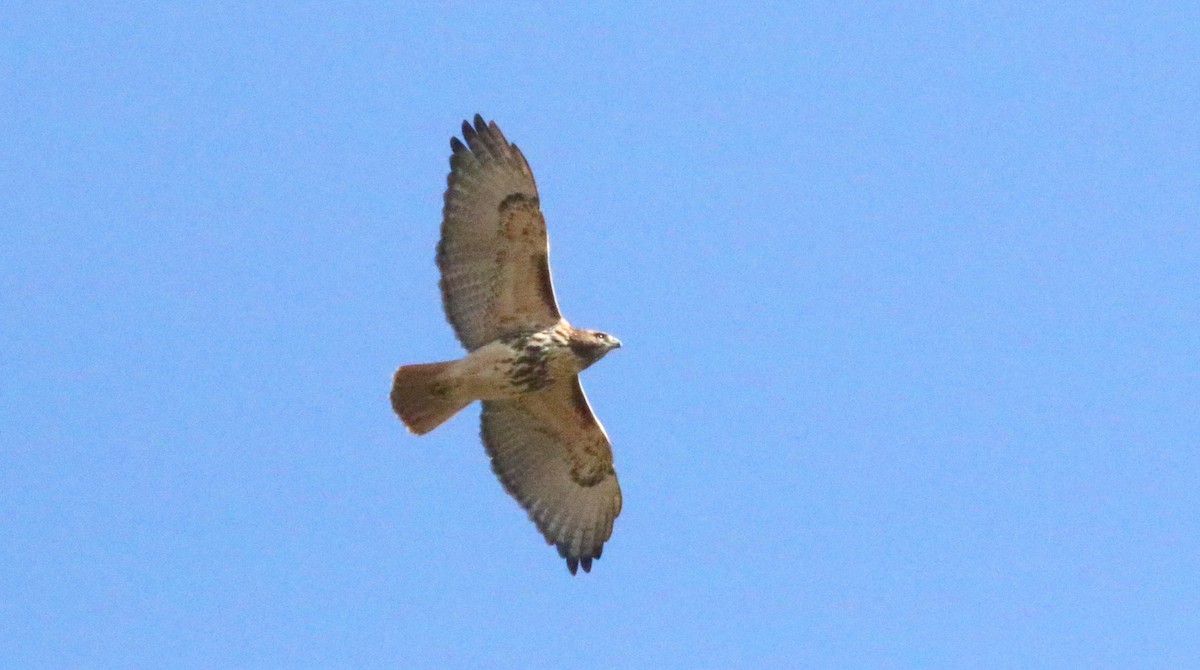 Red-tailed Hawk (abieticola) - ML529112811
