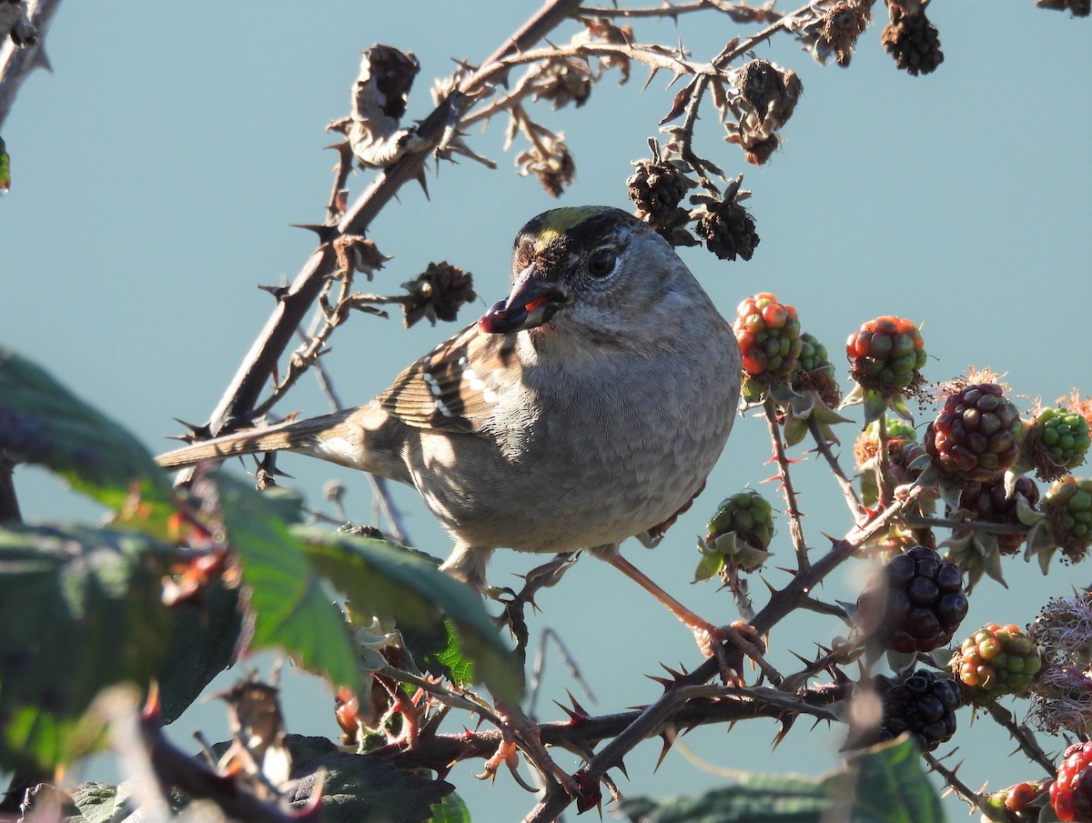 Golden-crowned Sparrow - ML529113041